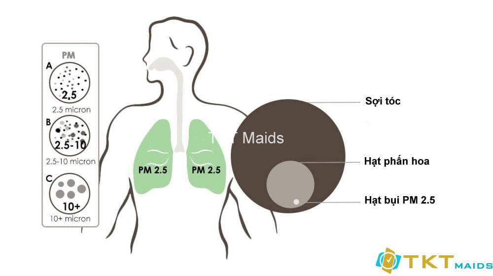 Bụi mịn PM 2.5 đi sâu vào phổi như thế nào