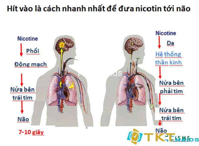 Những cách nicotine trong thuốc lá đi vào cơ thể