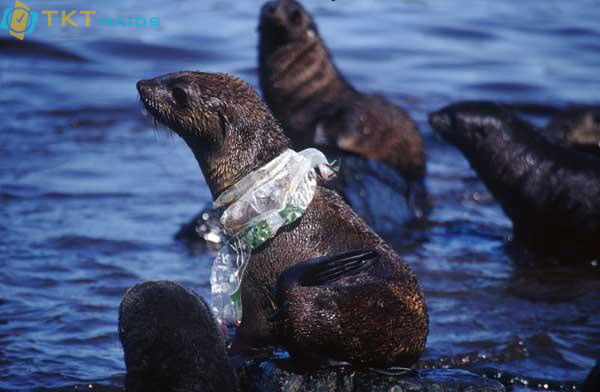 Hình ảnh: Rác thải nhựa cuốn vào động vật biển