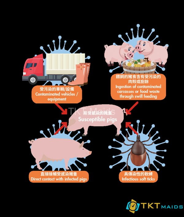 Hình ảnh: Con đường lây nhiễm dịch tả lợn châu phi