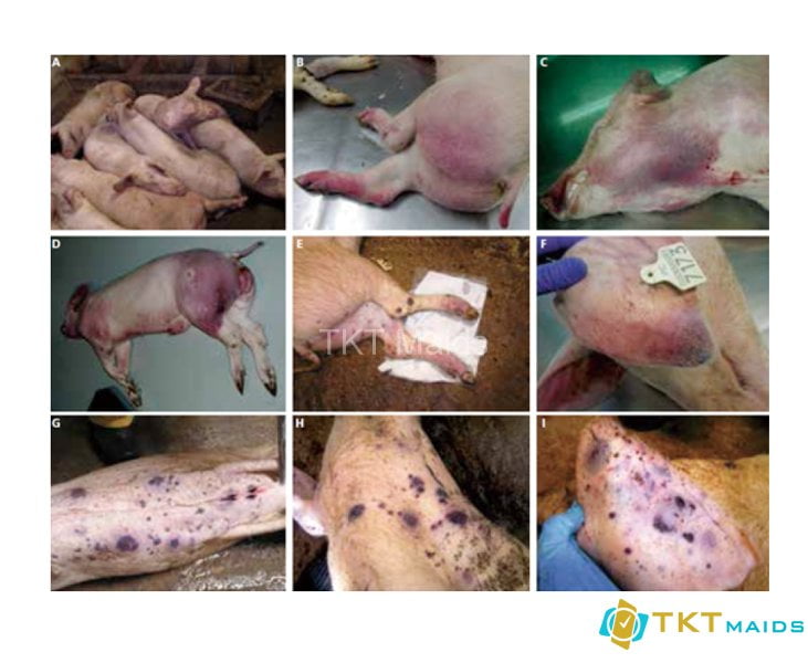 Hình ảnh; triệu trứng lợn bị nhiễm dịch tả lợn Châu Phi